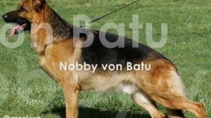 ERASMUS VAN NOORT - REPRODUCTORES TOP- By Eduardo Durán Haedo.