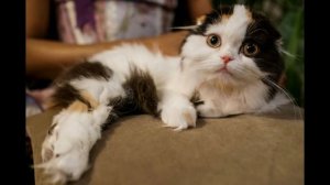 Шотландская вислоухая кошка