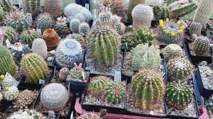 Лобивии раскрылись.Обзор цветущих кактусов.Работа в телице,пересадка...