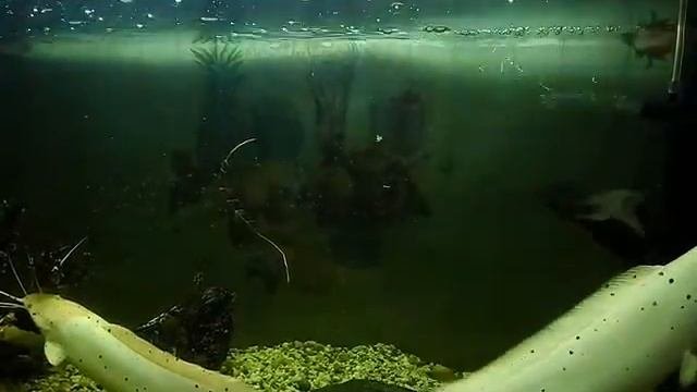 Мешкожаберный сом альбинос Клариус