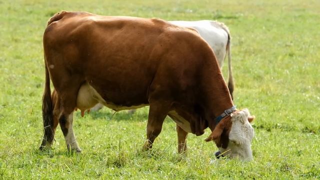 8 мая народный праздник Марков день. Марк Ключник. Народные запреты, приметы, традиции и обряды. смотреть онлайн