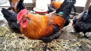 Маран , достоинства и недостатки.