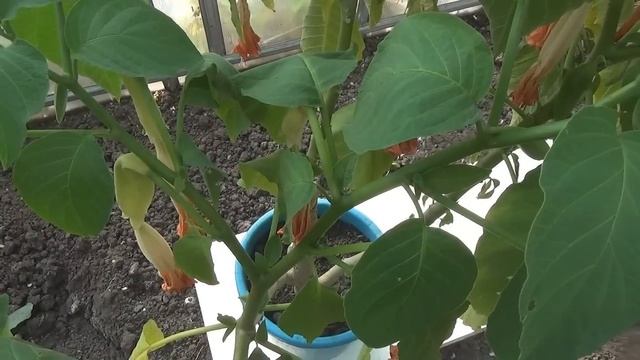 Как сохранить бругмансию. смотреть онлайн