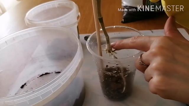 ДЕНДРОБИУМ. Как сажаю отросток дендробиума. Грунт. смотреть онлайн