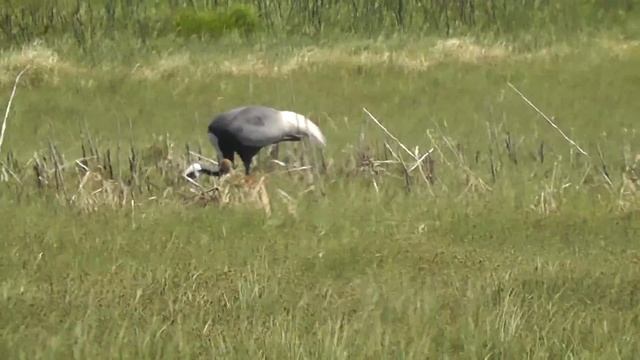 Журавль Даурский смотреть онлайн