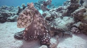 Осьминог охотится подводное видео