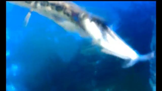 Релаксация спасателей у аквариума смотреть онлайн