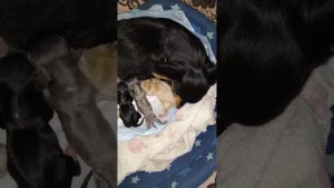 Роды чихуахуа (Наши малыши родились )))