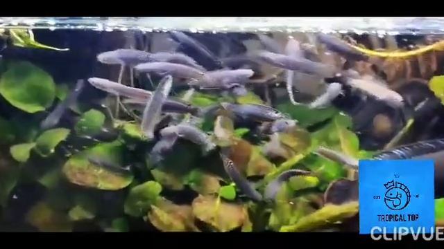 Tropical top channa gachua смотреть онлайн