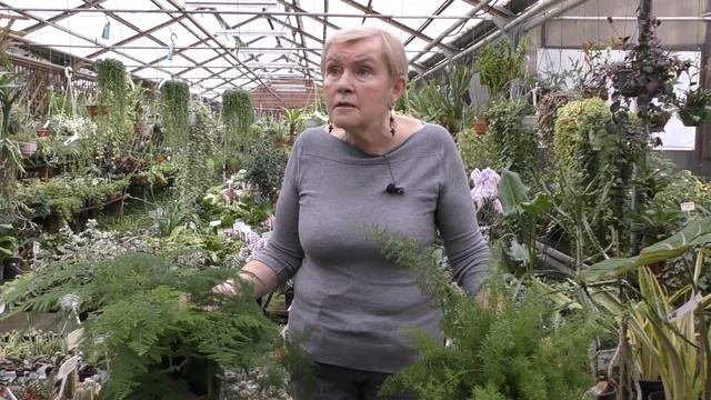 Аспарагус.