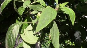 РУЭЛЛИЯ. ПРЕЛЕСТНАЯ КВАРТИРАНТКА!