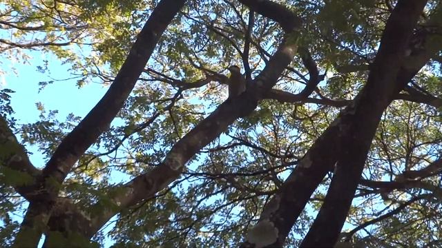 Pica-Pau - Sony DSC HX300 смотреть онлайн