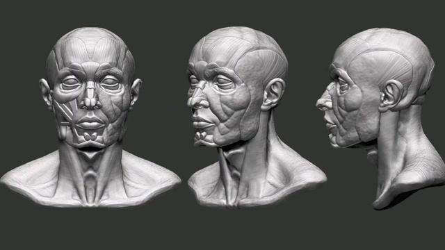 Скульптурная Анатомия Портрет По Фотографии