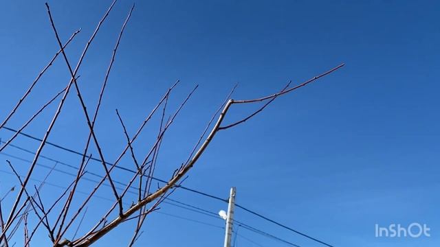 Весенняя обрезка сливы?. Что резать, а что оставлять? смотреть онлайн