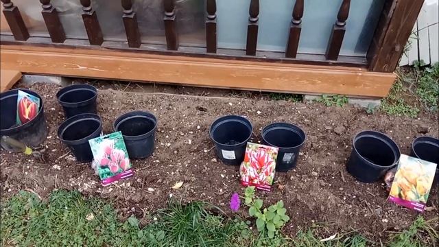 Как переместить теплицу на другое место. Сажаю тюльпаны и нарциссы. смотреть онлайн