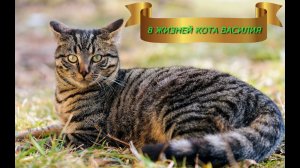 "Восемь жизней кота Василия". Евгений Чеширко.