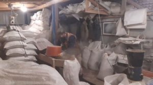 //Заключающий забой свиньи 2020 Ландрас+кб+петрен+максимус бц?//Варим кашу для ??//Сало мясо //