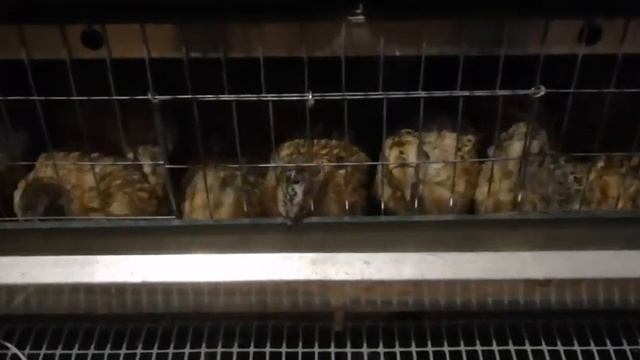 Феникс золотистый. Мои впечатления.