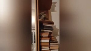 много много кошек в одной квартире