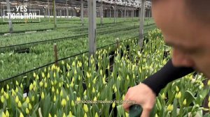 Какие тюльпаны для продажи самые лучшие?🌷05.02.2024 обзор теплицы/ тюльпаны оптом Yes тюльпан