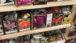 Распродажа Луковичных в Леруа! Всё по 50 рублей!