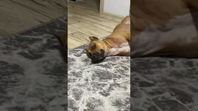 animal dog pitbull собака метиска амстафф прикол тренд фото