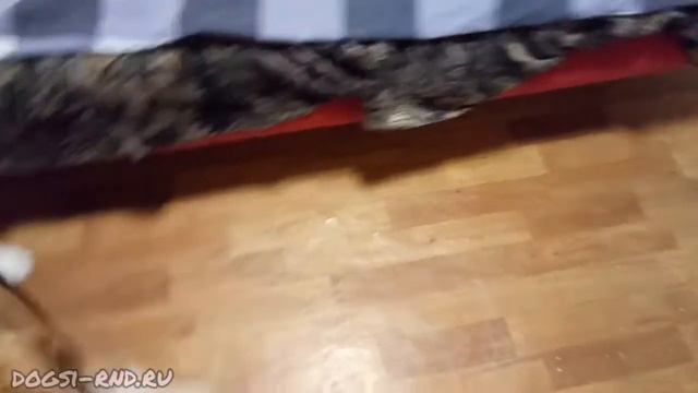 Люблю поспать под диваном, и поиграть в футбол перед вычёсыванием! Бигль Чарли