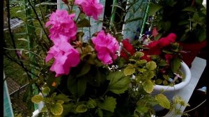 Цветочная магия