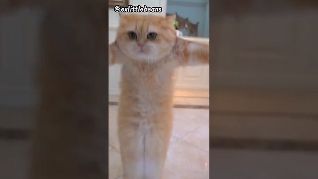 Funny cat . Cat jump rope   #1000subscibers #funny #1mlnkviews @introuz