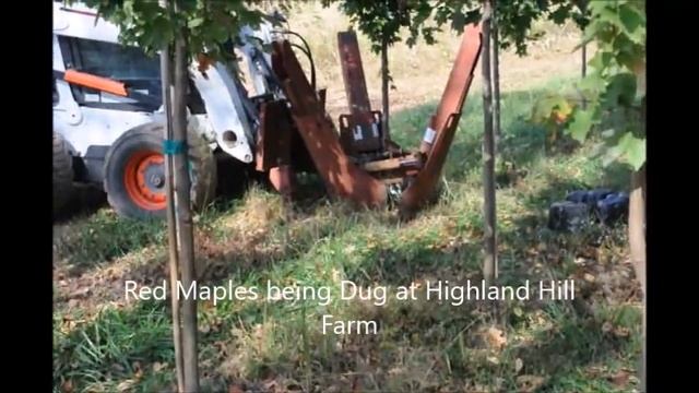 Red Sunset® Red Maple Acer rubrum 'Franksred' at HH Farm near Warrington Doylestown смотреть онлайн