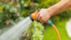 Чубушник Лемуана — описание, посадка и уход