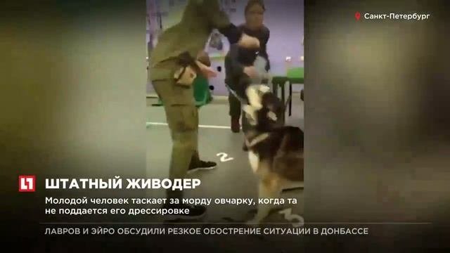 В Сетях вызвало возмущение  видео с питерским кинологом