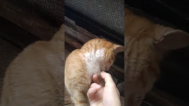 Утро, рассвет 🐈