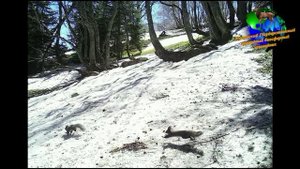 Заповедник Кавказский государственный природный биосферный