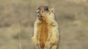 Сурок байбак. Утомительная перекличка. ( Marmota bobak )