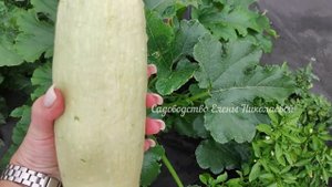 КАК УБРАТЬ СОРНЯКИ НАВСЕГДА? Мокрицу, сныть, вьюн, портулак и другие, В МОЕМ ОГОРОДЕ НЕТ СОРНЯКОВ!