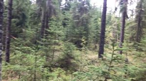 Грибы пошли! Сбор грибов в сосновом лесу.