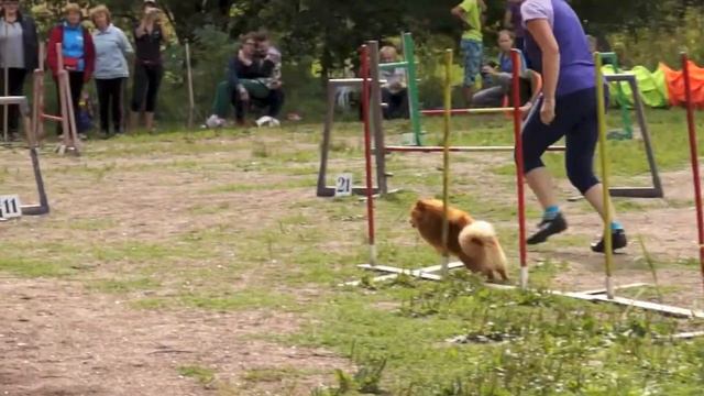 DREAM GAMES занимательное аджилити 16.08.14 г. v42 смотреть онлайн