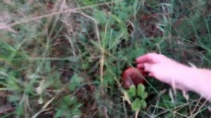 На каких озерах можно классно отдохнуть на природе на Карельском перешейке в ЛО? часть 1. 0+