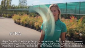 Вредители кедра