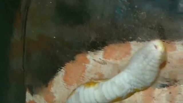 ГАЗОПРОВОД ПОД ТТК ОТРЕМОНТИРУЮТ БЕЗ ПОМЕХ ДЛЯ ВОДИТЕЛЕЙ смотреть онлайн