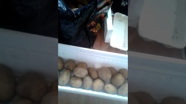 САМЫЙ ПРОСТОЙ СПОСОБ ПРОРАЩИВАНИЯ КАРТОФЕЛЯ!
