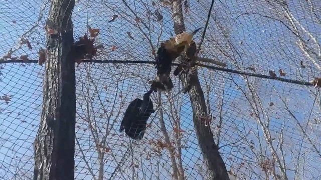 Сафари парк 15,10,2014г. Пернатые хищники Приморский край смотреть онлайн