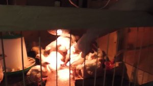 Обрабатываем курятник. Сухая дезинфицирующая присыпка для кур и других птиц.