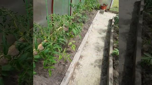 Дача. Теплица с помидорами смотреть онлайн