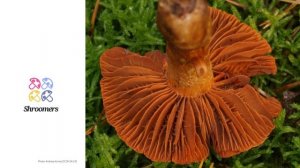 Fools webcap (Cortinarius orellanus) | Synonyms | Scientific Short Profile | Shroomers