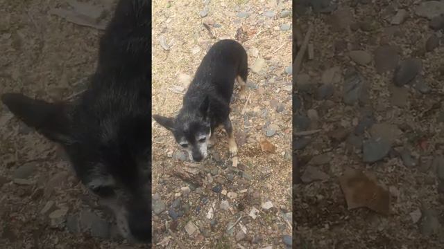 Собака ругается на себя