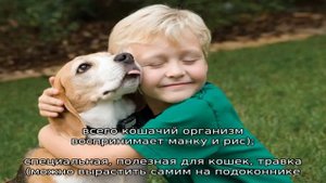 Чем кормить котенка в 3-4 месяца?