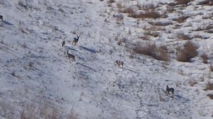 Roe Deer, Косуля в горах Казахстана.