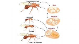 МОИ МУРАВЬИ РАЗМНОЖАЮТСЯ!